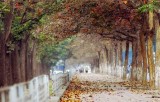 Đường Anh Đi Nắng Có Phủ Đầy