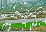 Những Con Cò Trắng