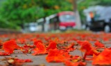 Tình Đơn Phương 6 Năm Với Người Không Quen