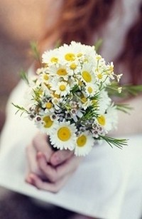 Bó Hoa Cúc Tây Cuối Cùng